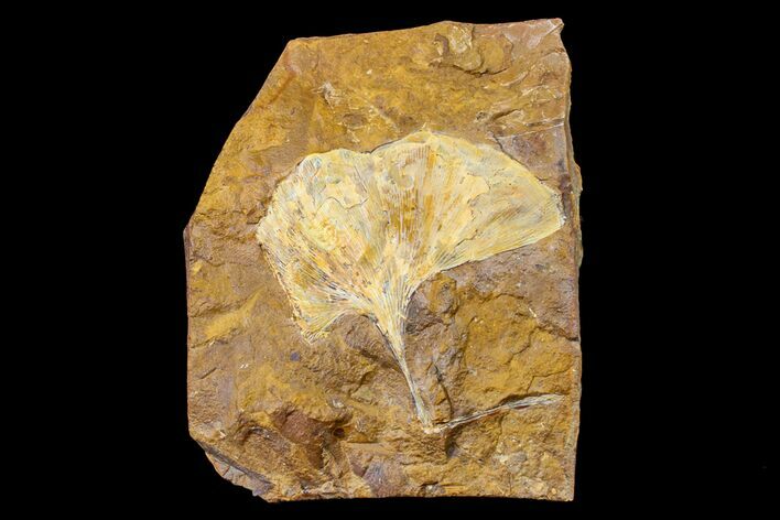 Fossil Ginkgo Leaf From North Dakota - Paleocene #156220